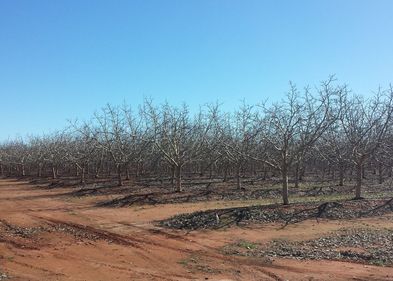 A bare almond plantation. On the left side is a dirt track that leads past the rows of trees. The earth has a reddish colour. The sky is blue and cloudless.