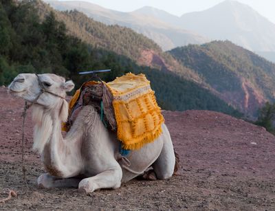 Marrakesch - Marokko: Ruhendes Kamel wartet auf Touristen im Atlasgebirge, Foto: Colourbox