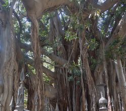 Großblättriger Ficus in Palermo, Foto: privat