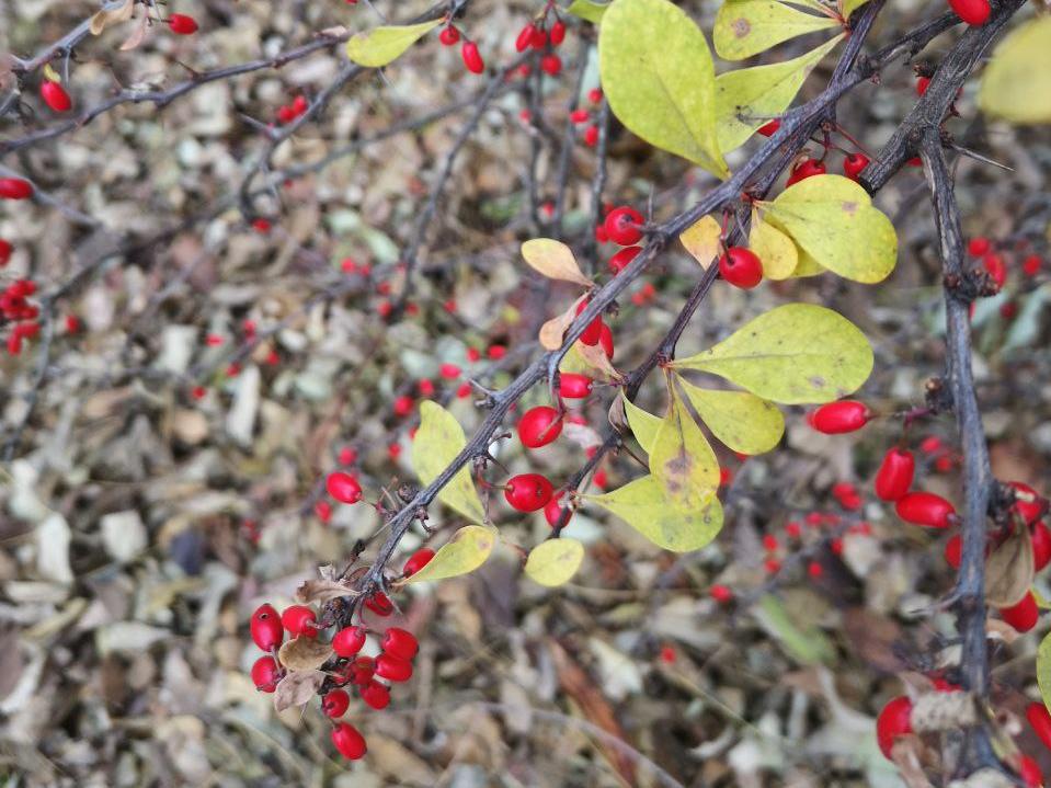Rote Beeren an einem Strauch in einer herbstlichen Stimmung.