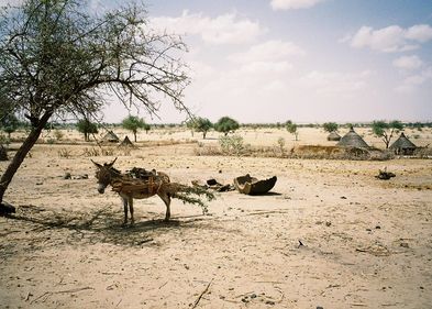 Bild zeigt Wüste mit Esel und Hütten