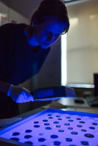 Studentin hält eine UV-Lampe auf eine Münzsammlung, die alles in blauem Licht erscheinen lässt, Foto: Christian Hüller