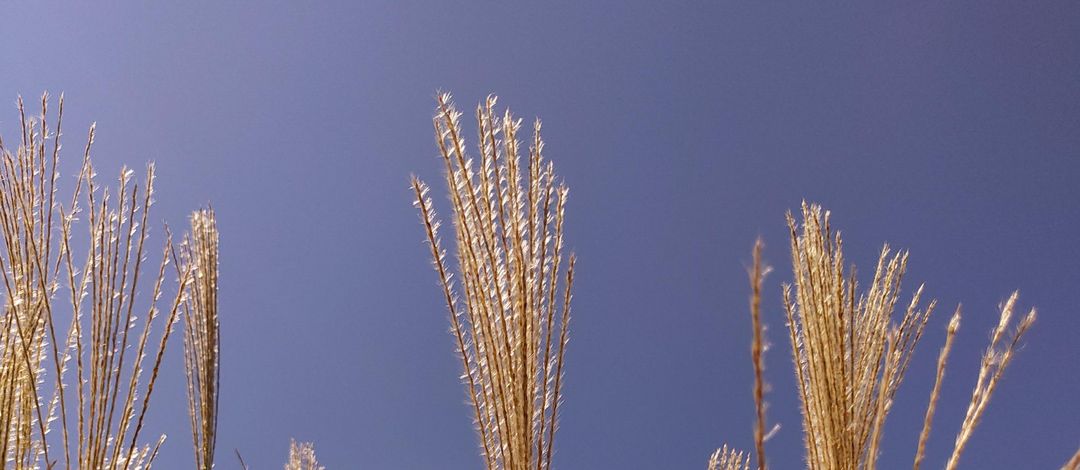 Ein Reisfeld bei sonnigem Wetter und blauem Himmel vermittelt einen sommerlich-warmen Eindruck.