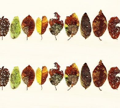 Zeichnungen verschieden farbiger Blätter