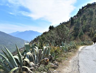 Pflanzen wachsen dicht am Wegesrand im Himalaya