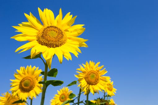 Sonnenblumen vor einem blauen Himmel.